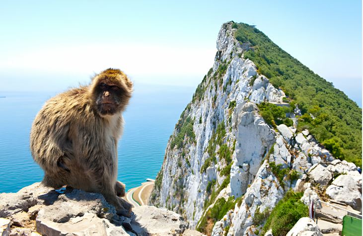 Mono Gibraltar «Invade España» y ESTO sabemos